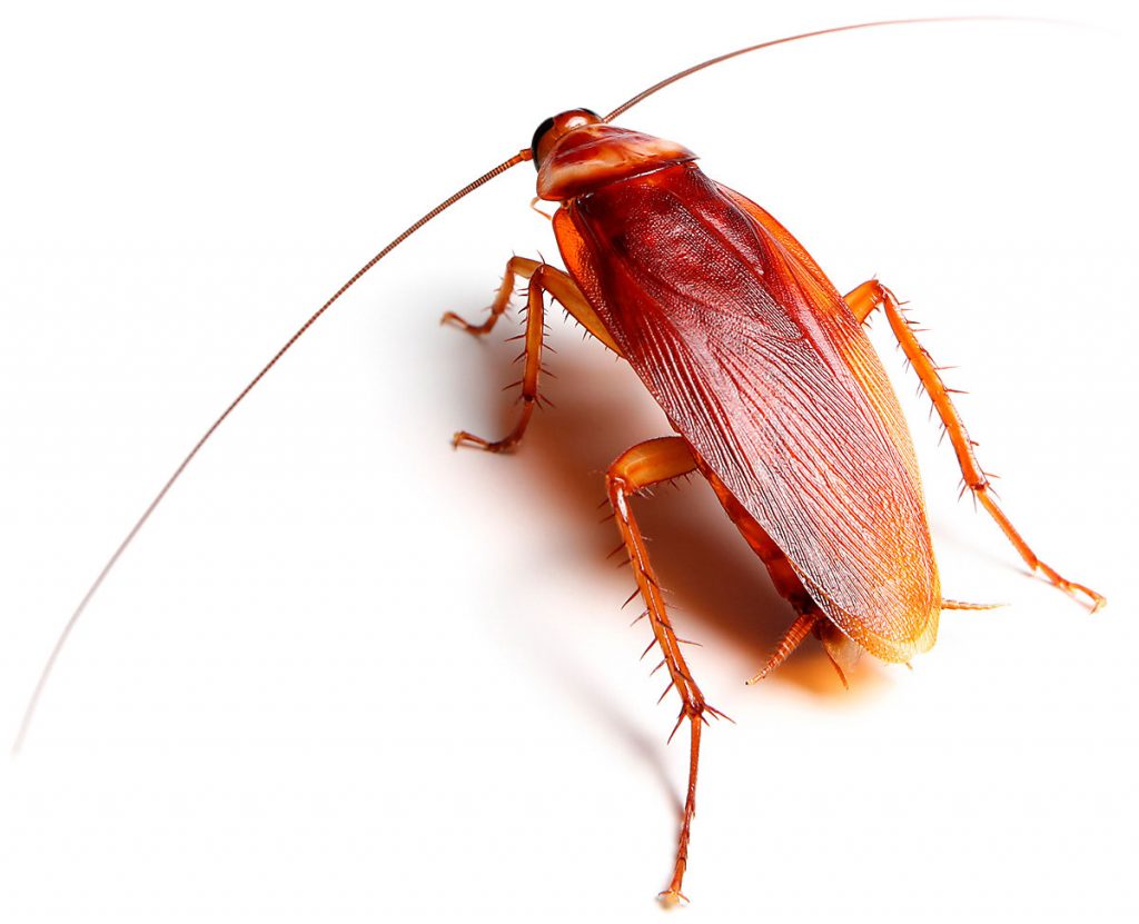pest control cockroach pretoria
