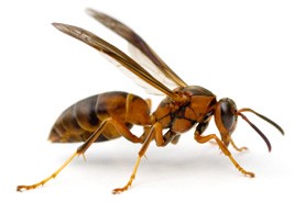 Wasp Removal