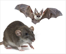 rodents & bats removal