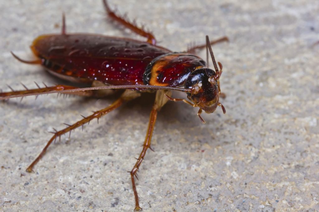 pest control johannesburg 