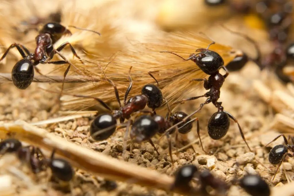 pest control Glenvista