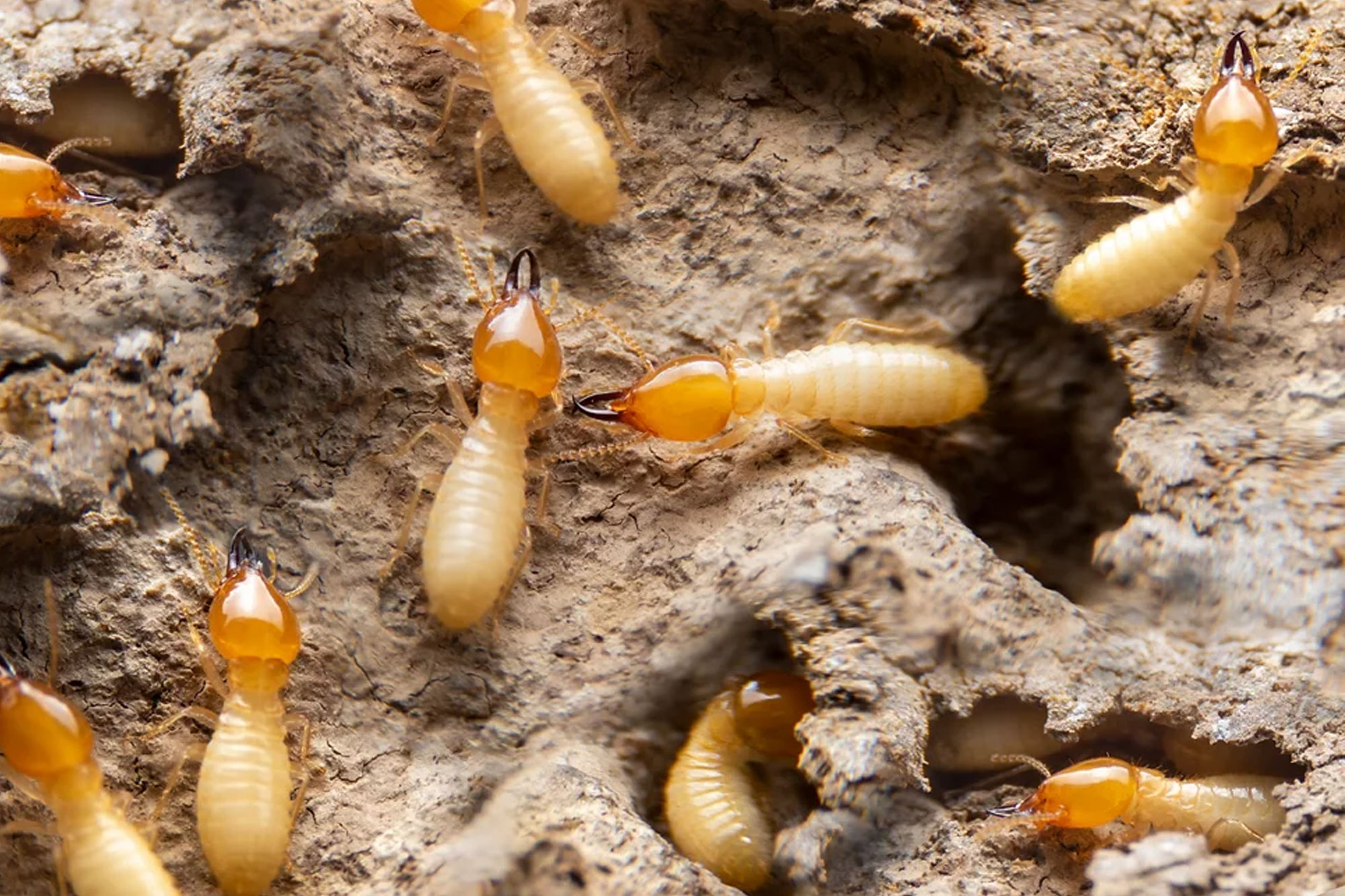 termites pest control Erasmuskloof
