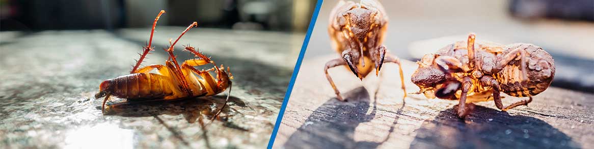 pest control Johannesburg South