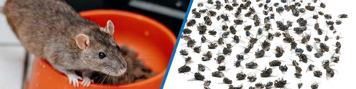 pest control Johannesburg South