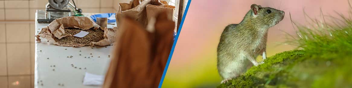 pest control Johannesburg South