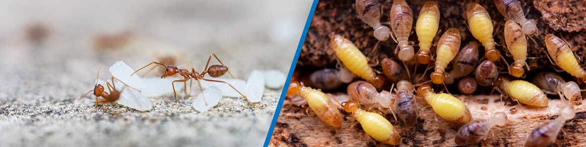 pest control Johannesburg South